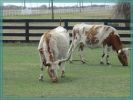 Southfork Ranch
