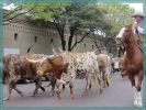 Fort Worth Stockyards