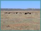 Texas Caprock Canyons State Park