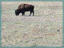 Texas Caprock Canyons State Park