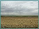 Midwest Plains