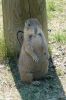 Schatten!! Prairiedog am Devils Tower NM