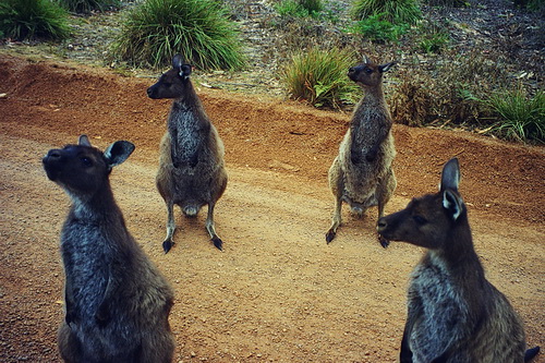 Ayers_Rock_02.jpg