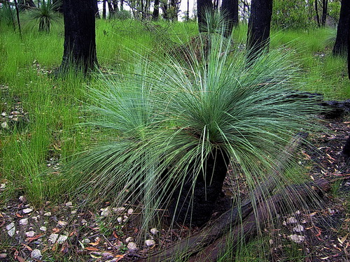 GGrampians_09.jpg