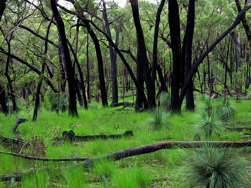 GGrampians_10.jpg