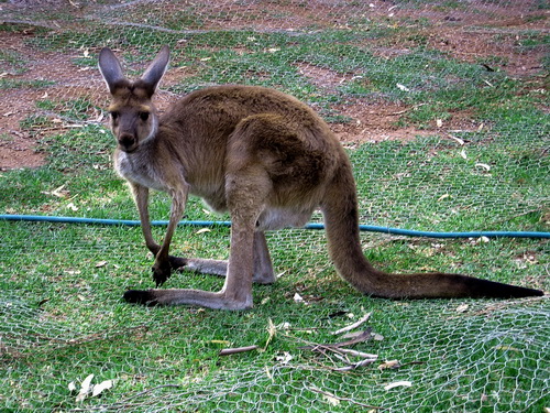 GGrampians_14.jpg