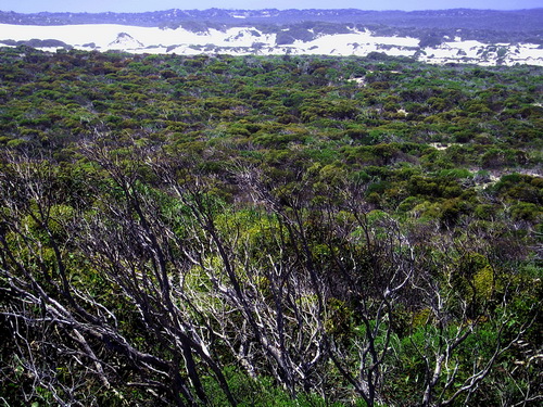 Kangoroo_Island_25.jpg
