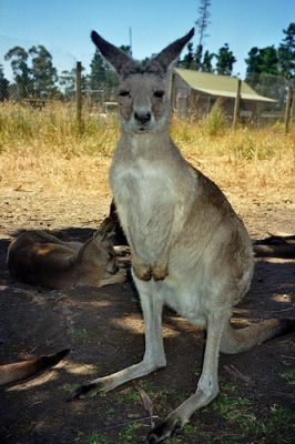 GGrampians_03.jpg