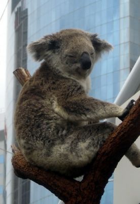 Sydney_21.jpg