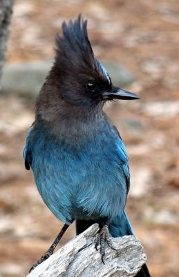 yosemiteteil3_(18).jpg