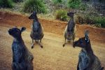 Ayers_Rock_02.jpg