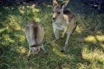 GGrampians_04.jpg