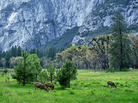 yosemiteteil3_(22)~0.jpg