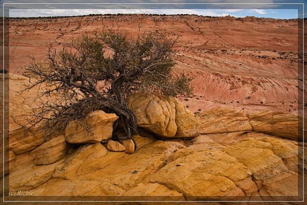 Tree on the rocks
