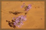 Desert Flower