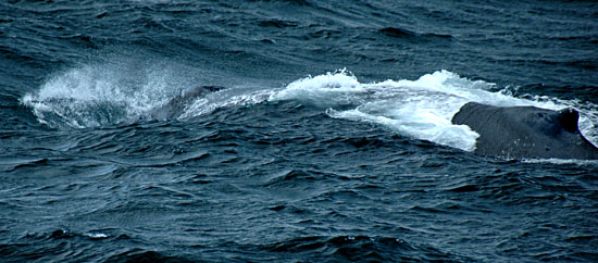 DSC_4030.jpg