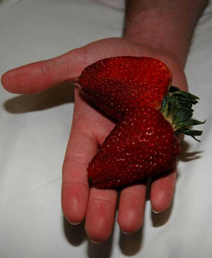 erdbeeren.jpg
