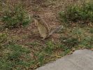 DSCF8545.JPG
