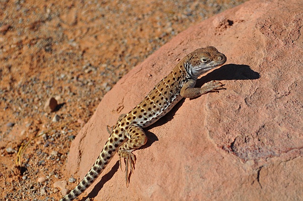 DSC_2094.jpg