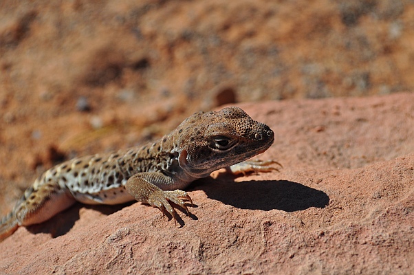 DSC_2103.jpg