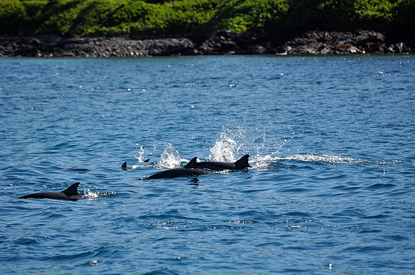 DSC_2242p.jpg