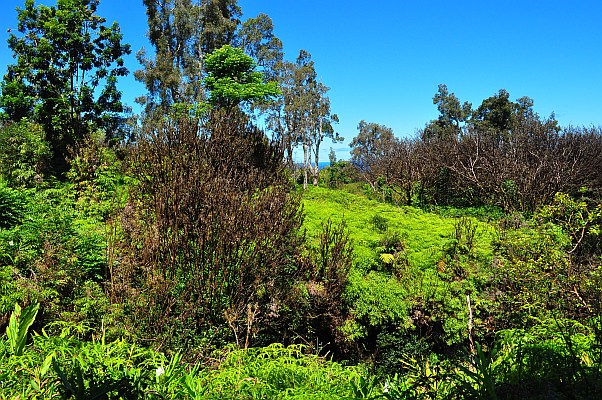 DSC_2898.jpg