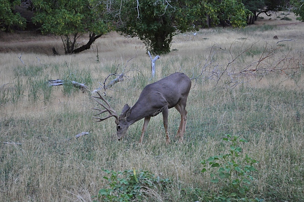 DSC_7597p.jpg