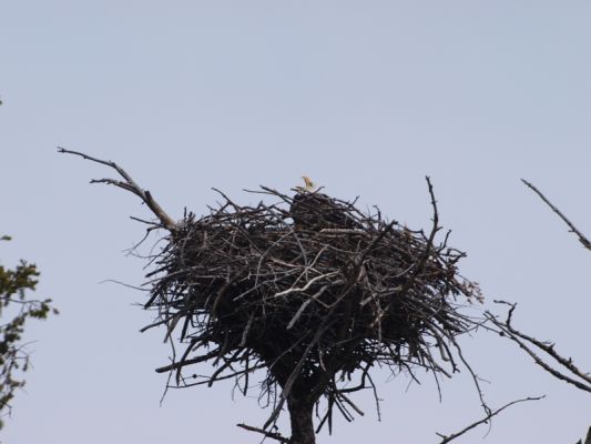 adler.JPG