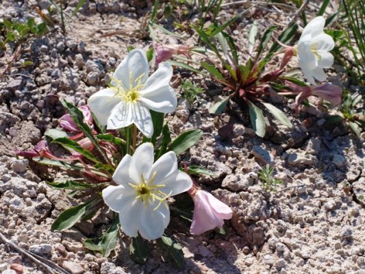 badl_blumen~0.JPG