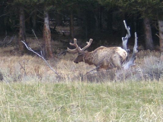 elk.JPG
