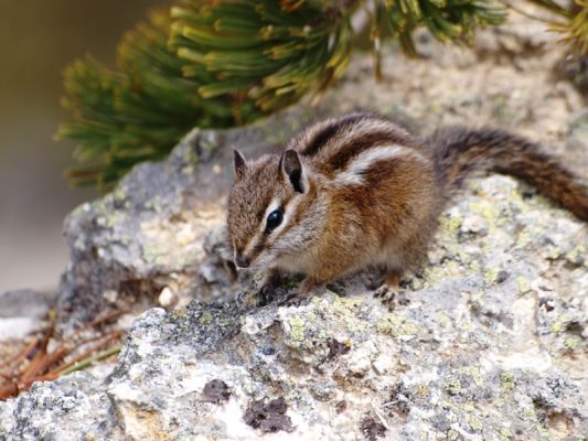 squirrel.JPG