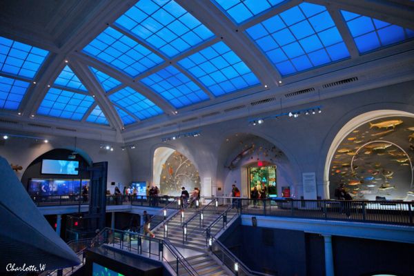 AMNH Meereshalle
