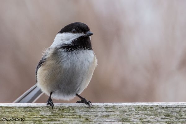 Chickadee
