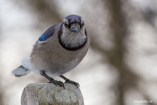 Bluejay
