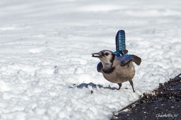 Blue Jay
