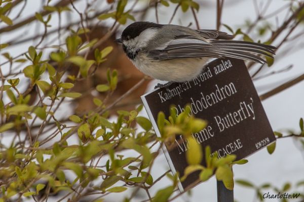 Chickadee
