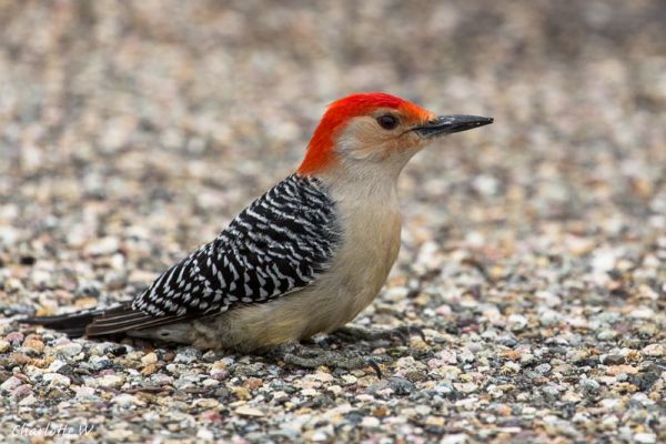 RedBelliedWoodpecker
