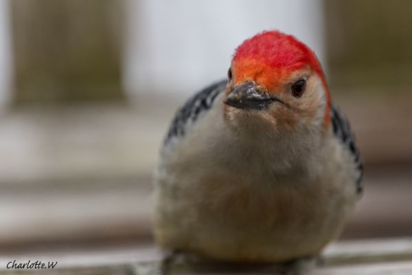 RedBelliedWoodpecker
