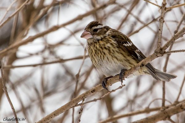 RoseBreastedGrosbeak
