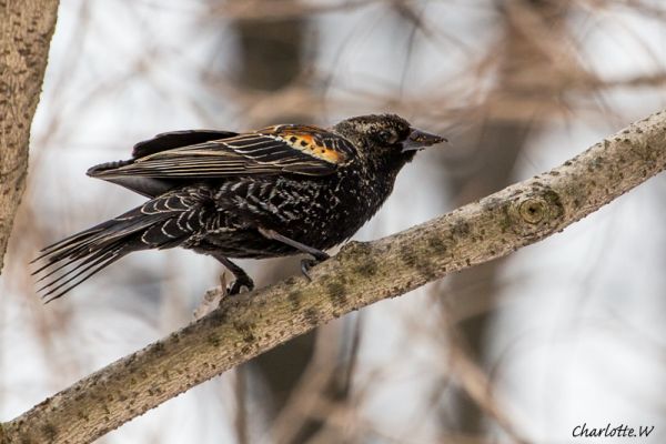 RedWingedBlackbird
