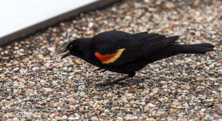 RedWingedBlackbird
