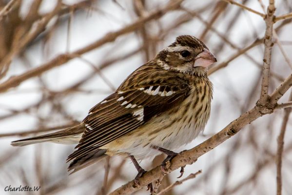 RoseBreastedGrosbeak
