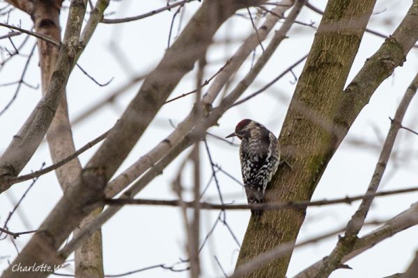 Yellow Bellied Sapsucker
