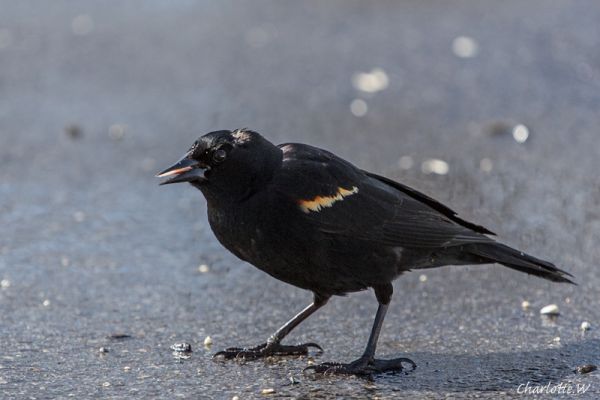 RedWingedBlackbird

