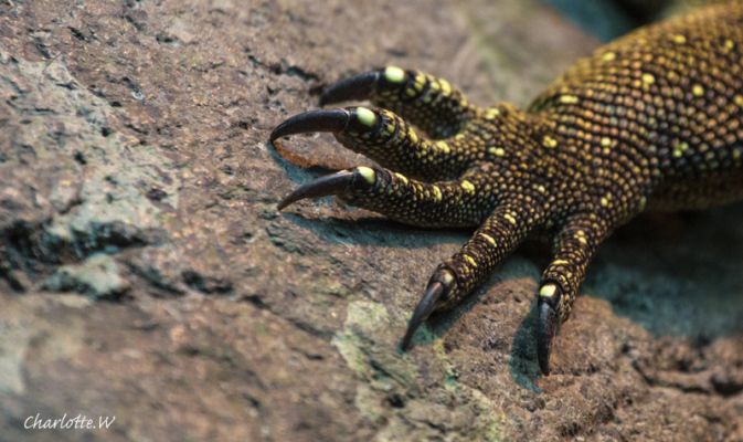 Bronx Zoo Echse

