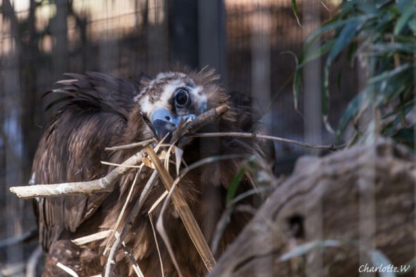 Bronx Zoo Geier 1
