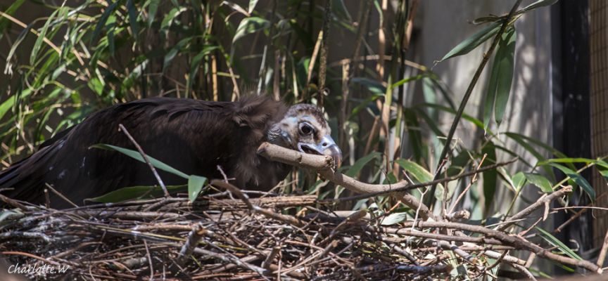 Bronx Zoo Geier
