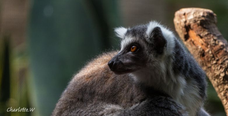 Bronx Zoo Madagaskar 4
