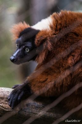 Bronx Zoo Madagaskar 2
