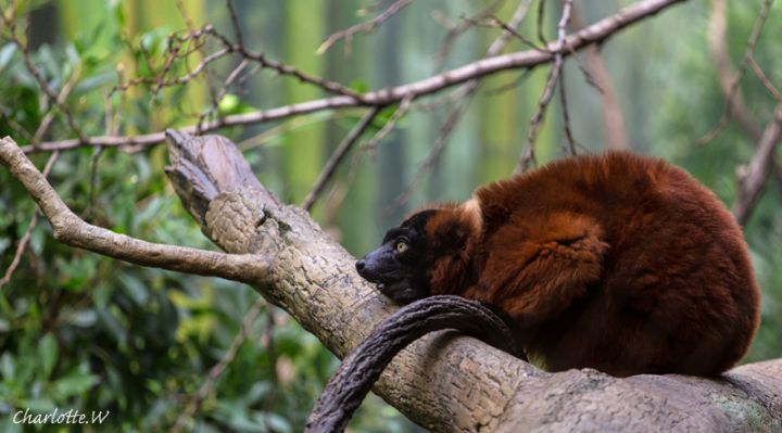 Bronx Zoo Madagaskar 7
